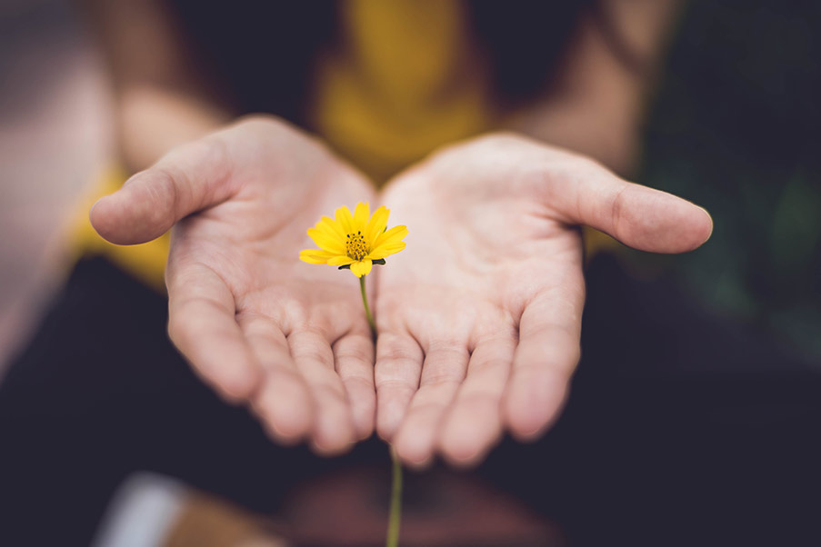 Outreached hands holding a small flower